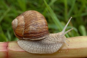 Roman snail