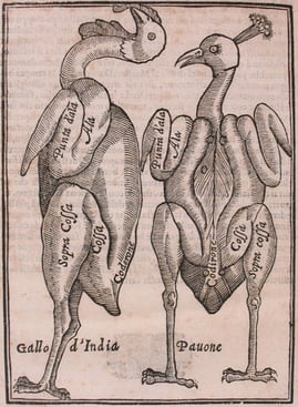 Gallo D'India (turkey) and Pavone (peacock) from Vincenzo Cervio's manual of carving, Il Trinciante 