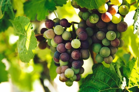 Grapes of the Italian Renaissance