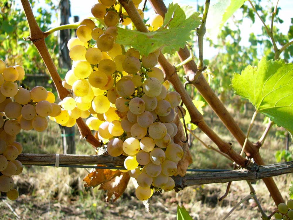 falanghina falanghina
